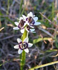 Image result for Wurmbea angustifolia