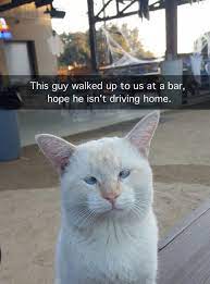 Via Funny Animal Pictures Funny Animal Memes Funny Animals