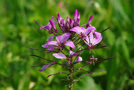 Image result for Cleome densifolia