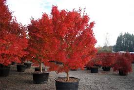 We did not find results for: Tobiosho Japanese Maple Trees For Sale Online The Tree Center