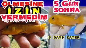 Hasta Balik Nasil Iyilesir Balik Tedavisi Nasil Yapilir Akvaryum Baliklari Youtube