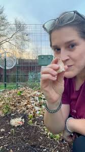 How to prepare your garden beds, choose the right garlic types, and get  planting those garlic bulbs.I have a few easy steps I use…1. Clear and  prepare beds with COMPOST.2. Choose the right varieties ...