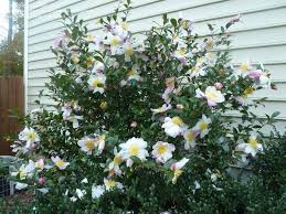 Gorgeous C Sasanqua Large Flowers And Lots Of Them Front Yard Plants Evergreen Landscape Evergreen Plants