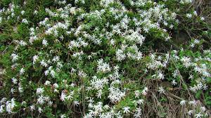 Image result for Jasminum multipartitum