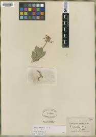 Image result for Asclepias grandirandii