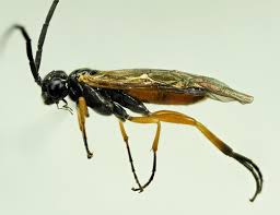 Image result for Secamone filiformis