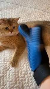 Need This Gloves Now Cute Animals Funny Animal Videos Cute Cats