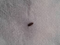 Little flying brown bugs in my bedroom. Natureplus Tiny Black Bugs Around The House