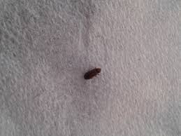 I have the little brown bugs all over my house , on my dogs , i mean everywhere !! Natureplus Tiny Black Bugs Around The House