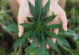 Ggbxf) announces that randy whitaker is resigning as the interim chief executive officer of the company. Green Growth Brands Inc Ggbxf Stock Price News Info The Motley Fool