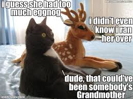 Image Result For Holiday Reindeer Meme Cats Crazy Cats Funny Animals