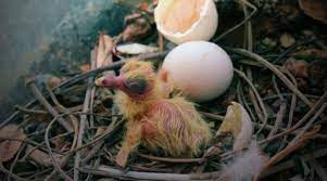 Baby Pigeons Nicefarming Com Baby Pigeon Pigeon Eggs Pigeon