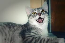 Rapid Breathing In Cats What S Ok And What S Abnormal