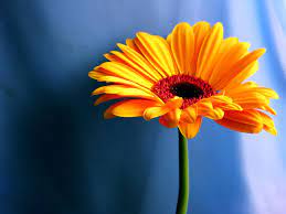 Orange Gerbera Daisy Jpg 1920 1440 Daisy Wallpaper Flower Wallpaper Hd Flower Wallpaper