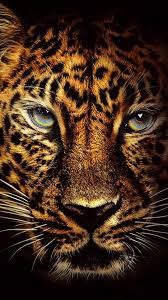 Jaguar Face Animal Phonewallpaper In 2020 Jaguar Animal Jaguar Wallpaper Animals