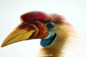Therefore, indonesian governments want to protect them, thus they make a list of indonesian endangered animals. Indonesia S Forests Increasingly Empty Of Wildlife