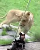 So Hungry Lion Tries To Eat Baby Hes Just A Little Zebra Gif On Gifer By Katilar