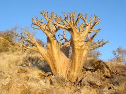 Image result for Cyphostemma barbosae