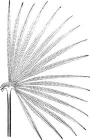 Image result for Hymenophyllum triangulare