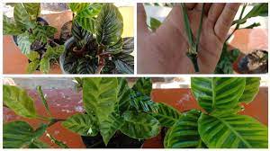 You can also grow calathea plants from seed, although it can be more difficult to source calathea seeds. Calathea Plant Care How To Propagate Calathea Plant Youtube