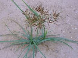 Image result for Cyperus sp.no.7