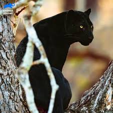 This panther is not a distinct species itself but is the general name used to refer to the black colored feline of the big cat family, most notably leopards. Animal Planet India On Twitter As Fictional As Bagheera A Black Panther Is Not A Distinct Species The Word Is Used To Refer To Any Black Feline From The Cat Family Most