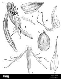 Image result for Bidens pinnatipartita