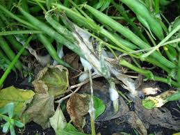 These are basically small clusters of calcified material. White Mold How To Identify Control And Prevent Garden Fungus Diseases The Old Farmer S Almanac