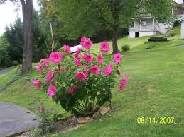 Has Anyone Grow Or Heard Of Perennial Hibiscus I Saw It In Garden Gate Magazine But When I Googled It I Guess It Is Hardy Hibiscus Hibiscus Hibiscus Flowers