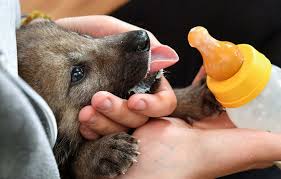 Bildergebnis für wolfsbabys bilder