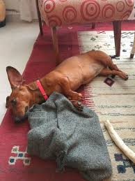 Is Your Dachshund Driving You Crazy Make Massive Change To Your Dachshund S Behaviour In Just 1 Day Dachshund Dachs Dachshund Training Dachshund Love Dogs