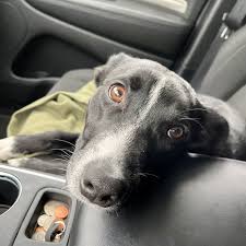 Charles F. Burdick, 91, of Watertown