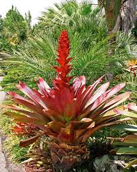 If you are, then this guide might be helpful. How To Grow Your Own Bromeliads New Zealand Handyman Magazine