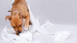 My Dog Ate Paper Towels Toilet Paper Or Kleenex What Now