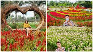Brochure taman pulasan 890 is the latest project at jalan alor mengkudu. Celosia Flower Farm Mesmerizing Flower Garden In South Cotabato Vismin Ph