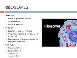 A translating ribosome can perform its function free in the cytoplasm or bound to the endoplasmic reticulum. Nucleus Nucleolus Structure Ppt Download