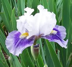 Image result for Light Harvest Gold 1977 Fedders