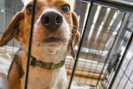 Digital journal is a digital media news network with thousands of digital journalists in 200 countries around the world. Ask Crystal Training An High Energy Destructive Dog Blue Ridge Humane Society