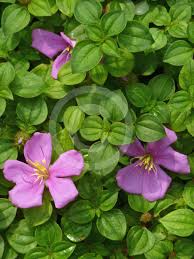 Image result for Dissotis