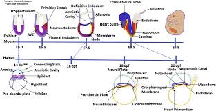 Frontiers | Development In A Dish—In Vitro Models Of Mammalian Embryonic  Development