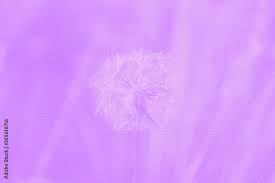 More images for lavender color background » 24 Best Lavender Color Background Images Stock Photos Vectors Adobe Stock