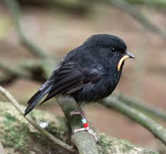 Mma analyst/colour commentator for robin black ретвитнул(а) robin black. World Birds On Twitter Black Robin Or Chatham Island Robin Petroica Traversi Painting Art