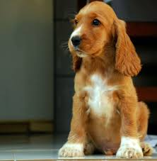 Black And Tan Cocker Spaniel Puppies For Sale In Nc Animal World Timeline Photos Cocker Spaniel Dog Cocker Spaniel Puppies Spaniel Puppies