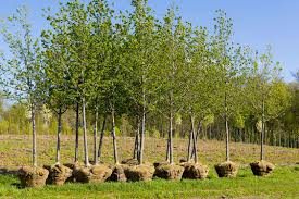 Mesurez la taille des racines et creusez un trou d'une profondeur suffisante. Combattre Les Changements Climatiques Par Les Arbres Planter Mille Milliards D Arbres Est Une Solution Simpliste A Un Probleme Complexe Udemnouvelles