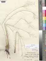 Image result for Eragrostis welwitschii