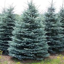 Dwarf alberta spruce, or picea glauca conica, is often grown as a formal foundation shrub. Baby Blue Spruce Trees For Sale Online Garden Goods Direct