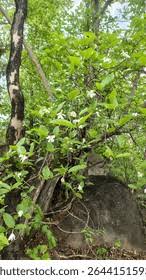 Image result for Gardenia resinifera