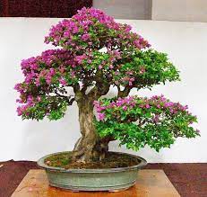 Bougainvillea Bonsai With Great Trunk Bougainvillea Bonsai Bonsai Plants Bonsai Flower