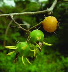 Image result for Pereskia aculeata