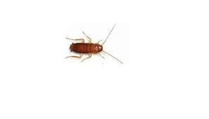 5 Bugs That Look Like Baby Roaches